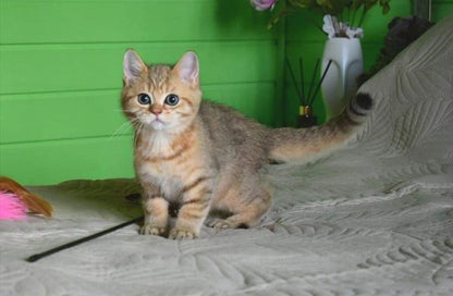 British Shorthair