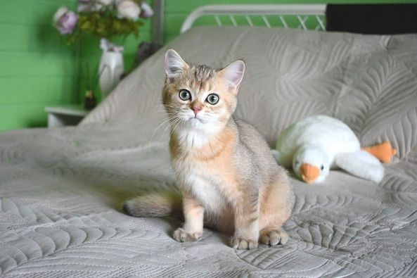 British Shorthair