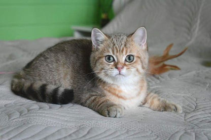 British Shorthair