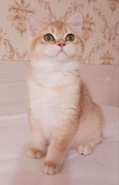 British Shorthair