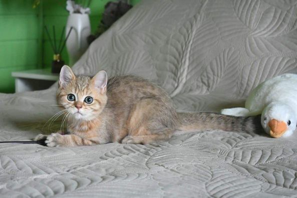 British Shorthair