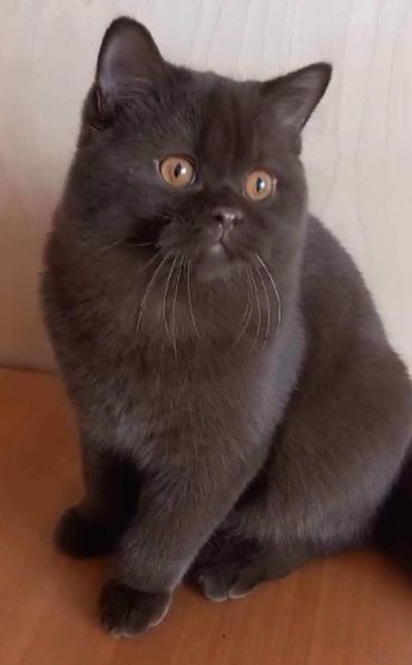 British Shorthair