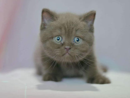 British Shorthair