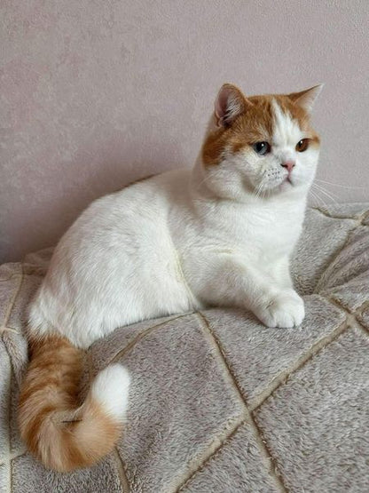 British Shorthair