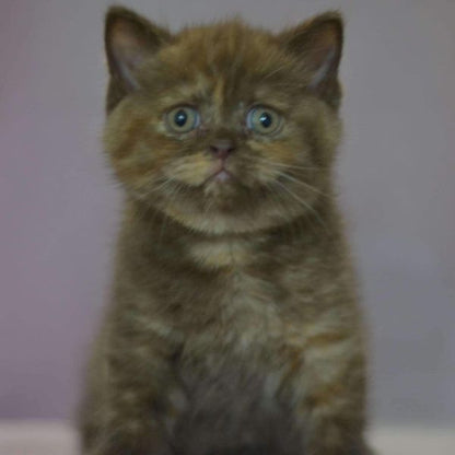 British Shorthair