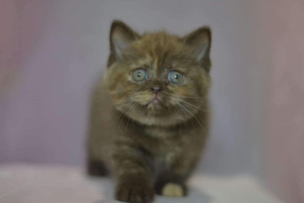 British Shorthair