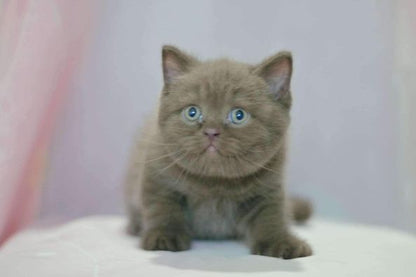 British Shorthair