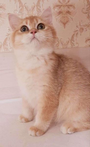 British Shorthair