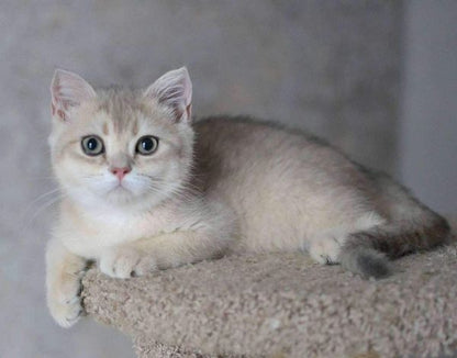 British Shorthair