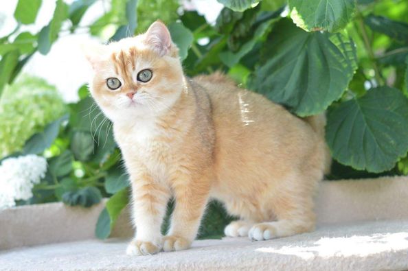 British Shorthair