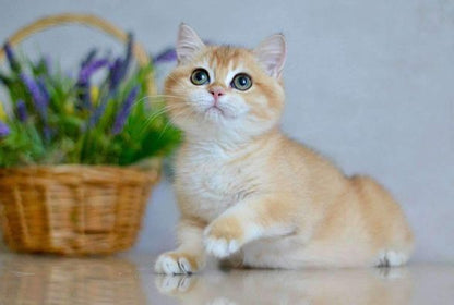 British Shorthair