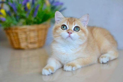 British Shorthair