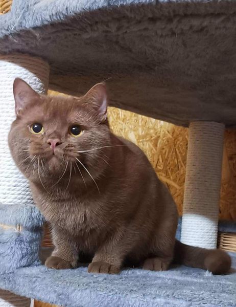 British Shorthair