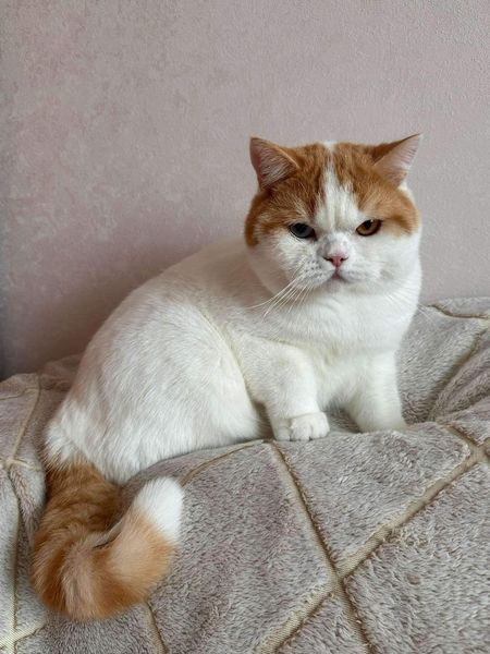 British Shorthair