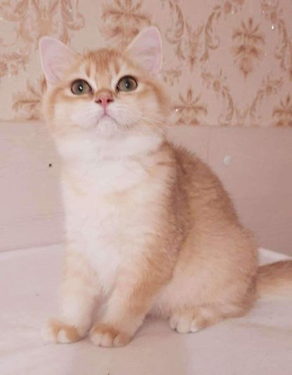 British Shorthair