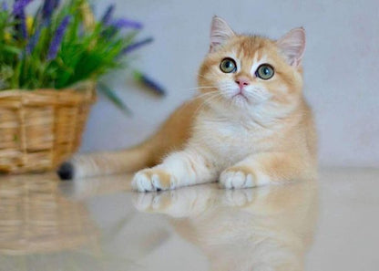 British Shorthair