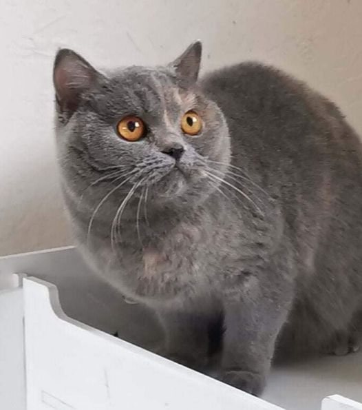 British Shorthair