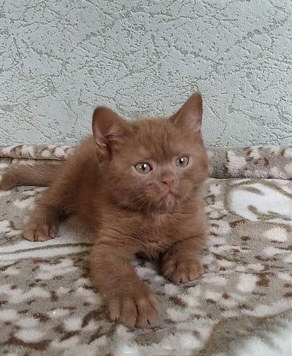 British Shorthair