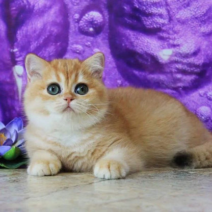 British Shorthair