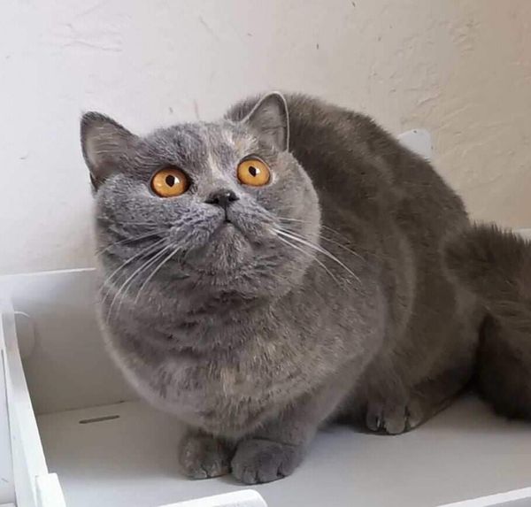 British Shorthair