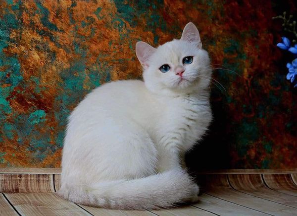 British Shorthair