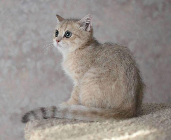 British Shorthair