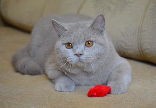 British Shorthair