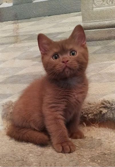 British Shorthair