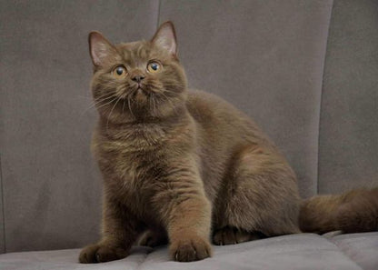 British Shorthair