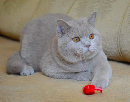 British Shorthair