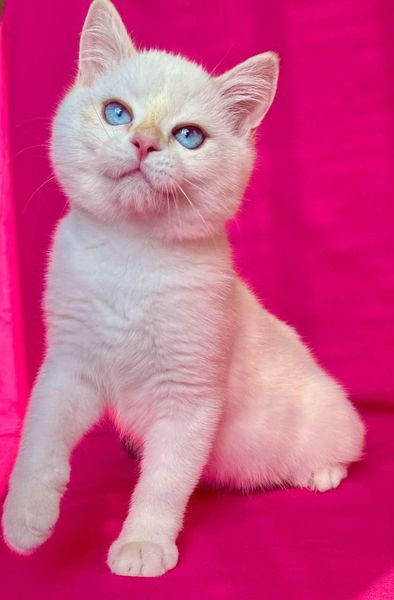 British Shorthair