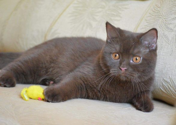 British Shorthair