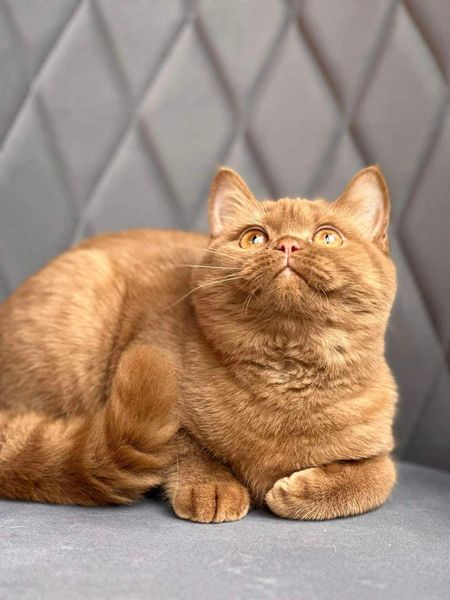 British Shorthair