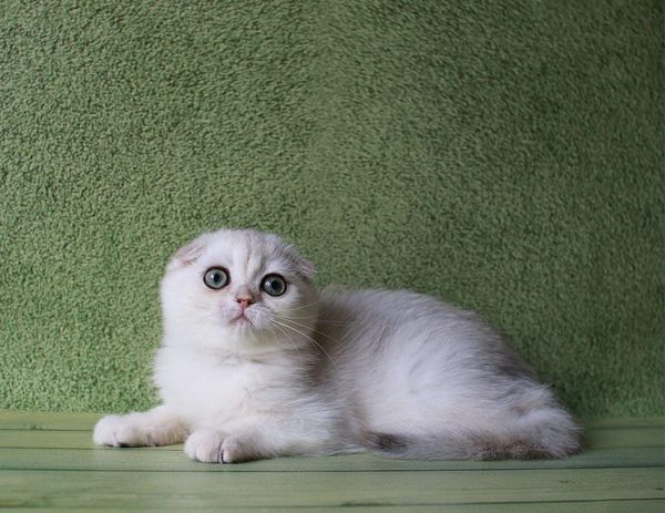 Scottish Fold