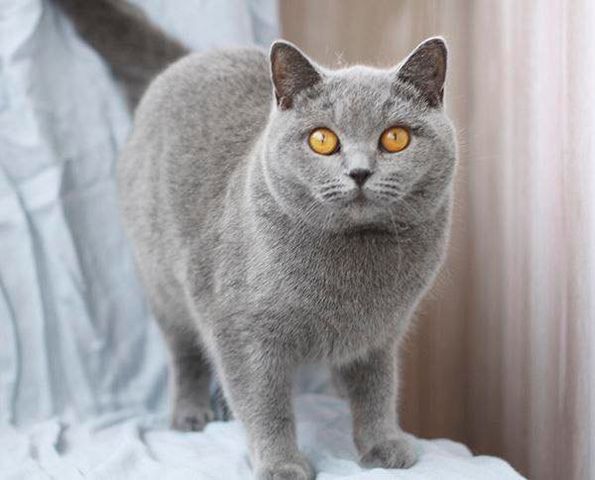 British Shorthair