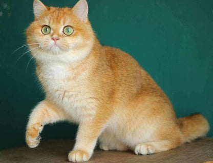 British Shorthair