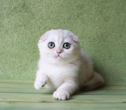 Scottish Fold