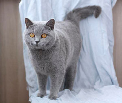 British Shorthair