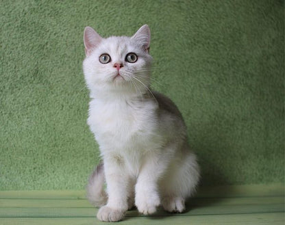 British Shorthair