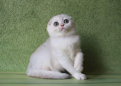 Scottish Fold