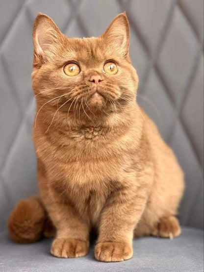 British Shorthair