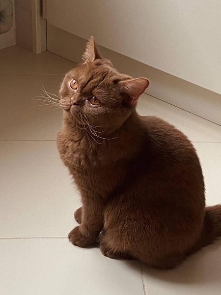 British Shorthair