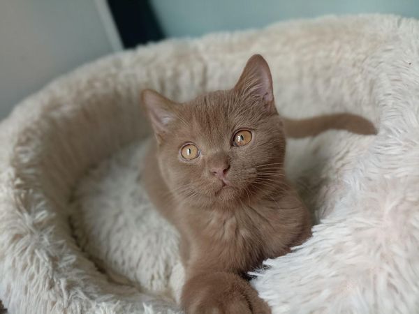 British Shorthair