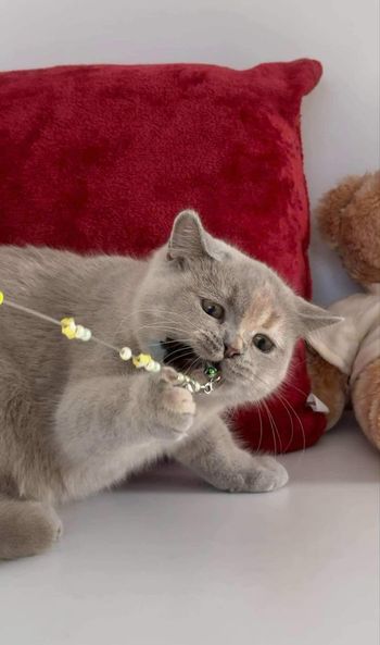 British Shorthair