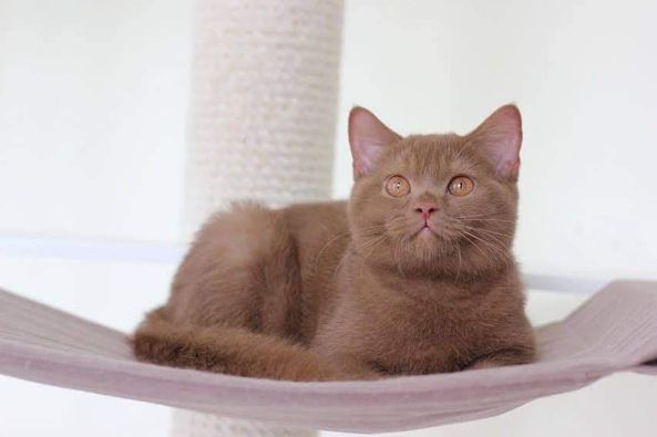 British Shorthair