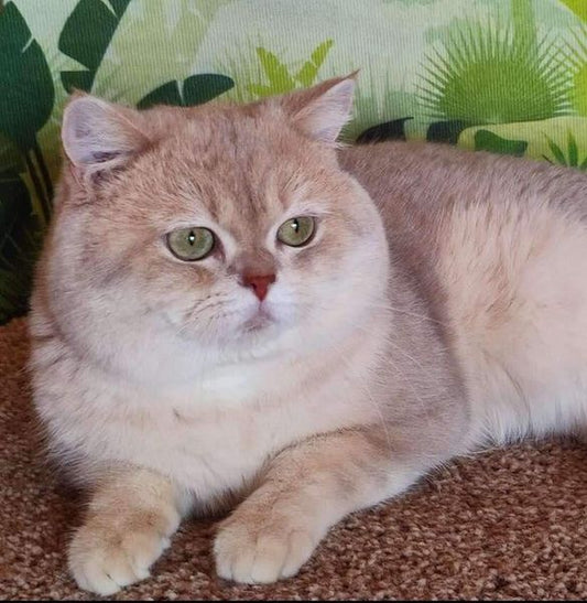 British Shorthair