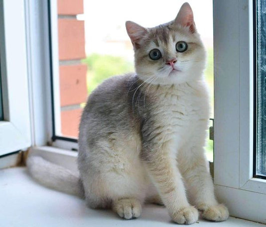 British Shorthair