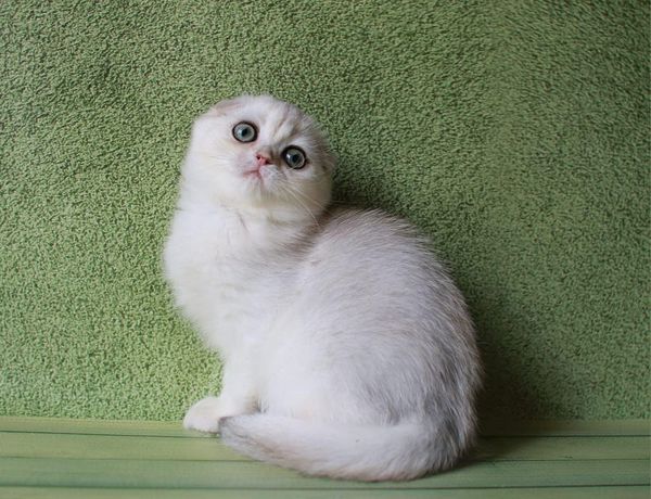 Scottish Fold