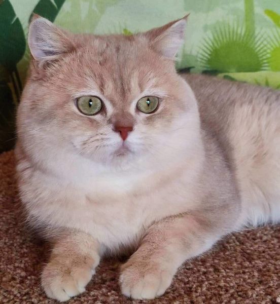 British Shorthair