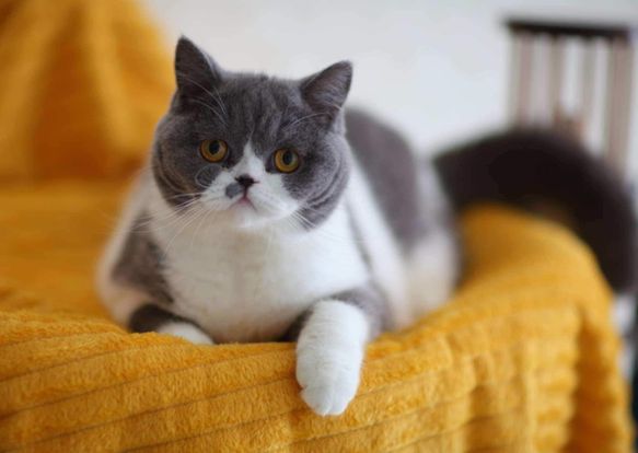 British Shorthair